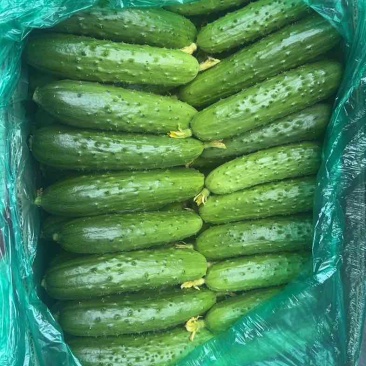 东北旱黄瓜精品