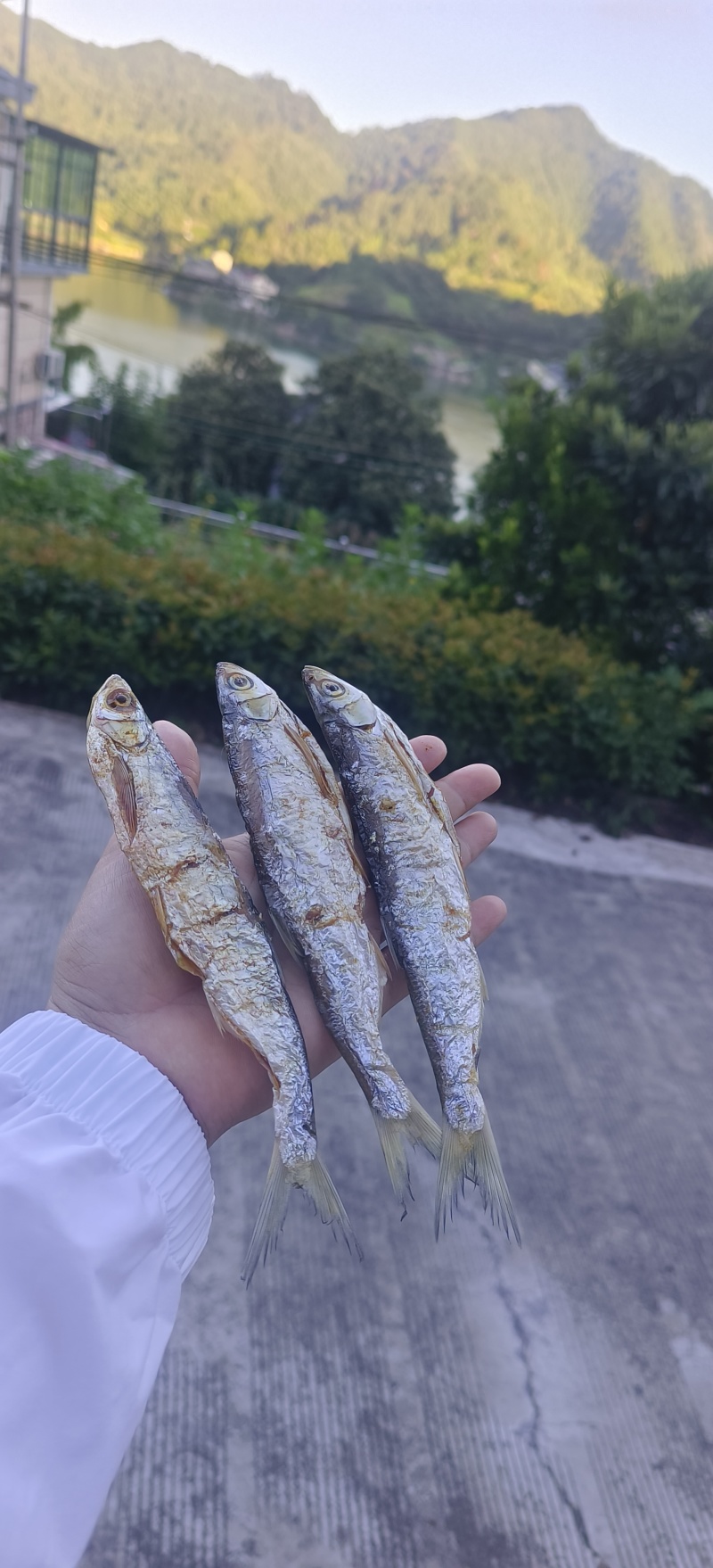 千岛湖碳火烘烤鱼干