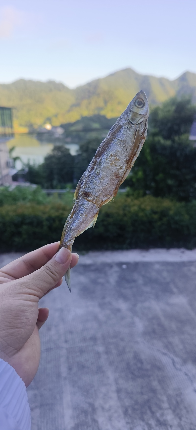 千岛湖碳火烘烤鱼干
