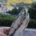 千岛湖碳火烘烤鱼干