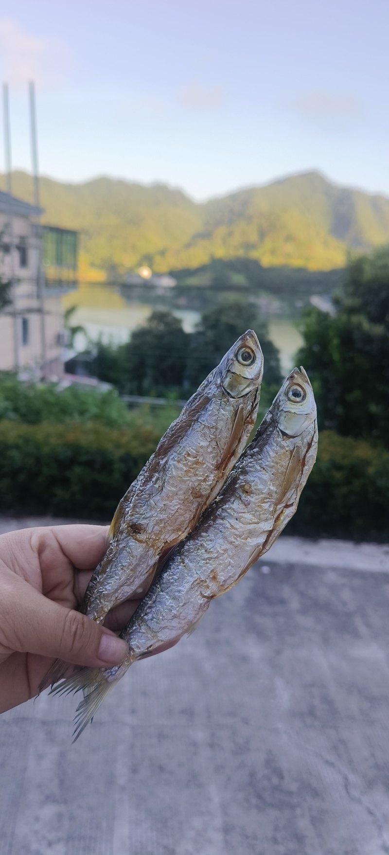 千岛湖碳火烘烤鱼干