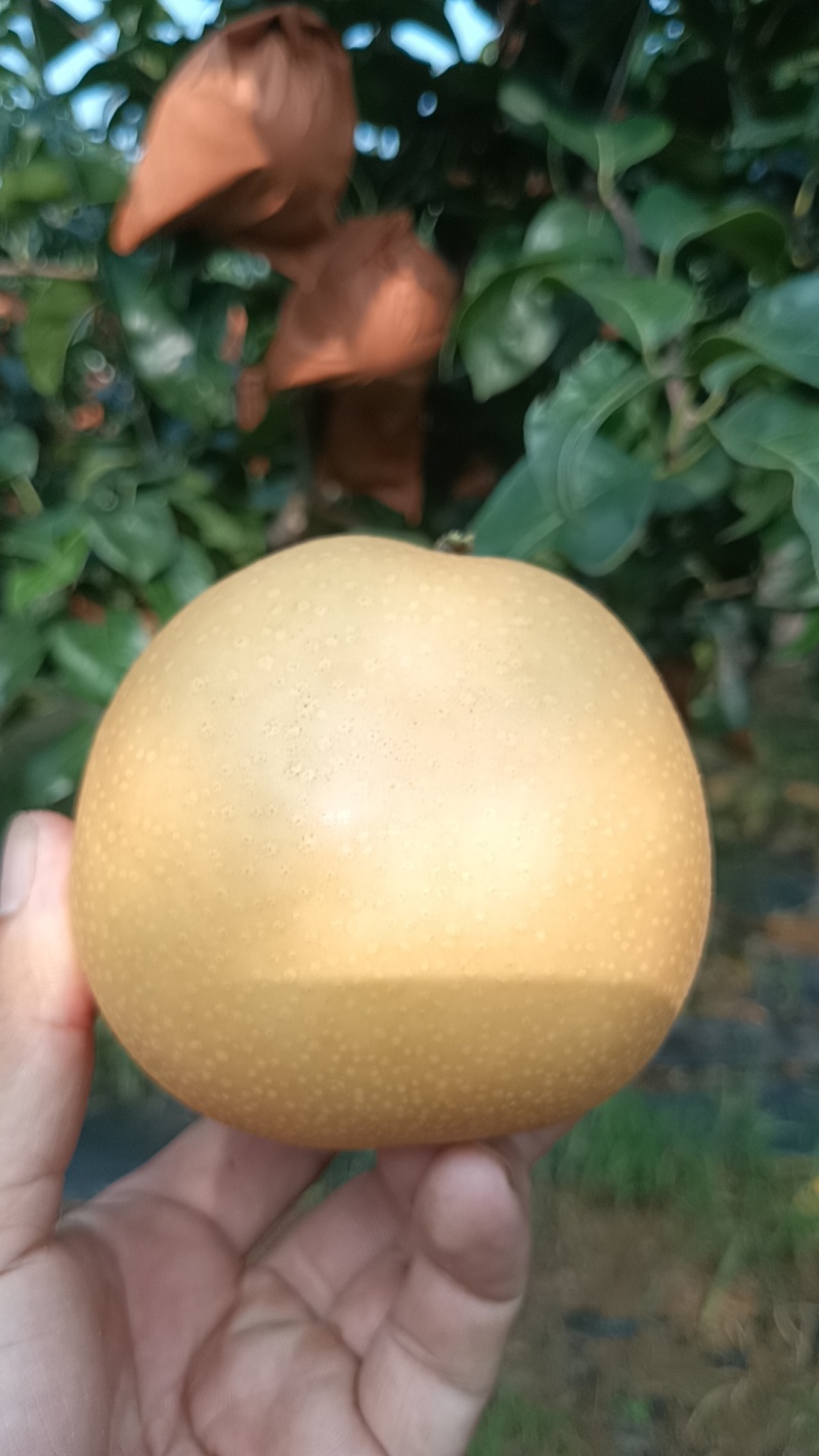 秋月梨