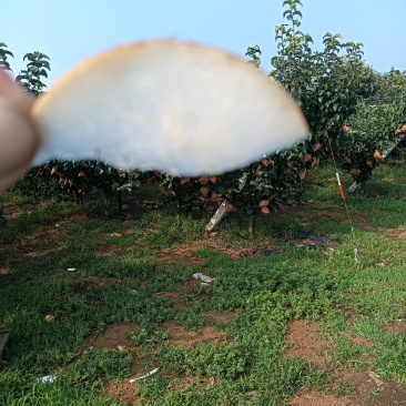 秋月梨