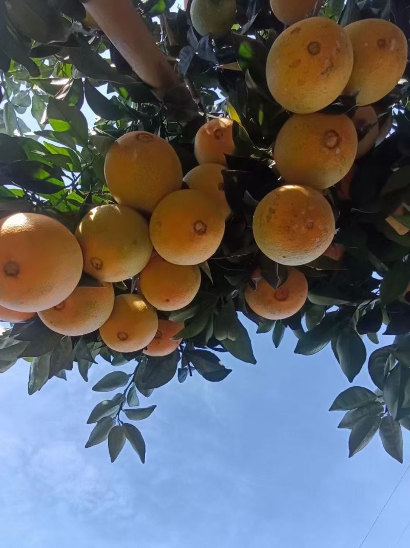 赣南脐橙