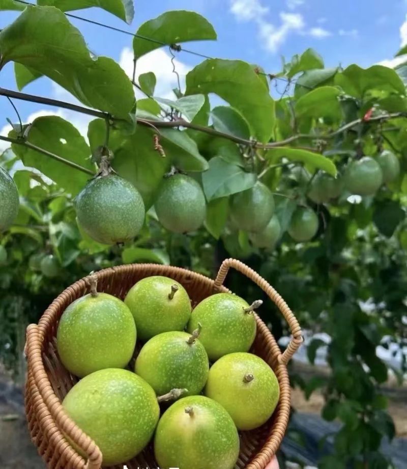 广西桂林龙胜高山百香果