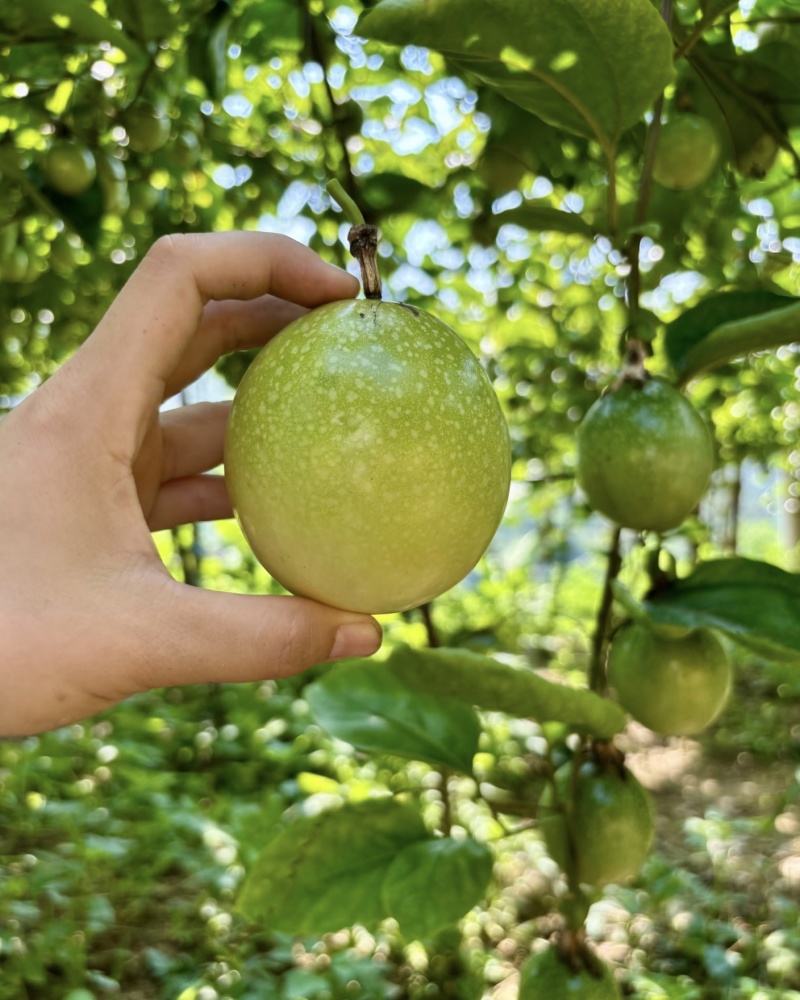 广西桂林龙胜高山百香果