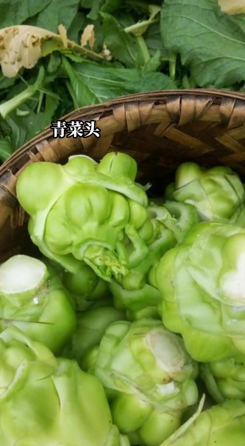 今年底新鲜咋菜20万斤左右上市，