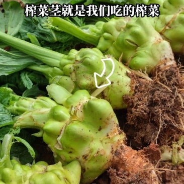 今年底新鲜咋菜20万斤左右上市，