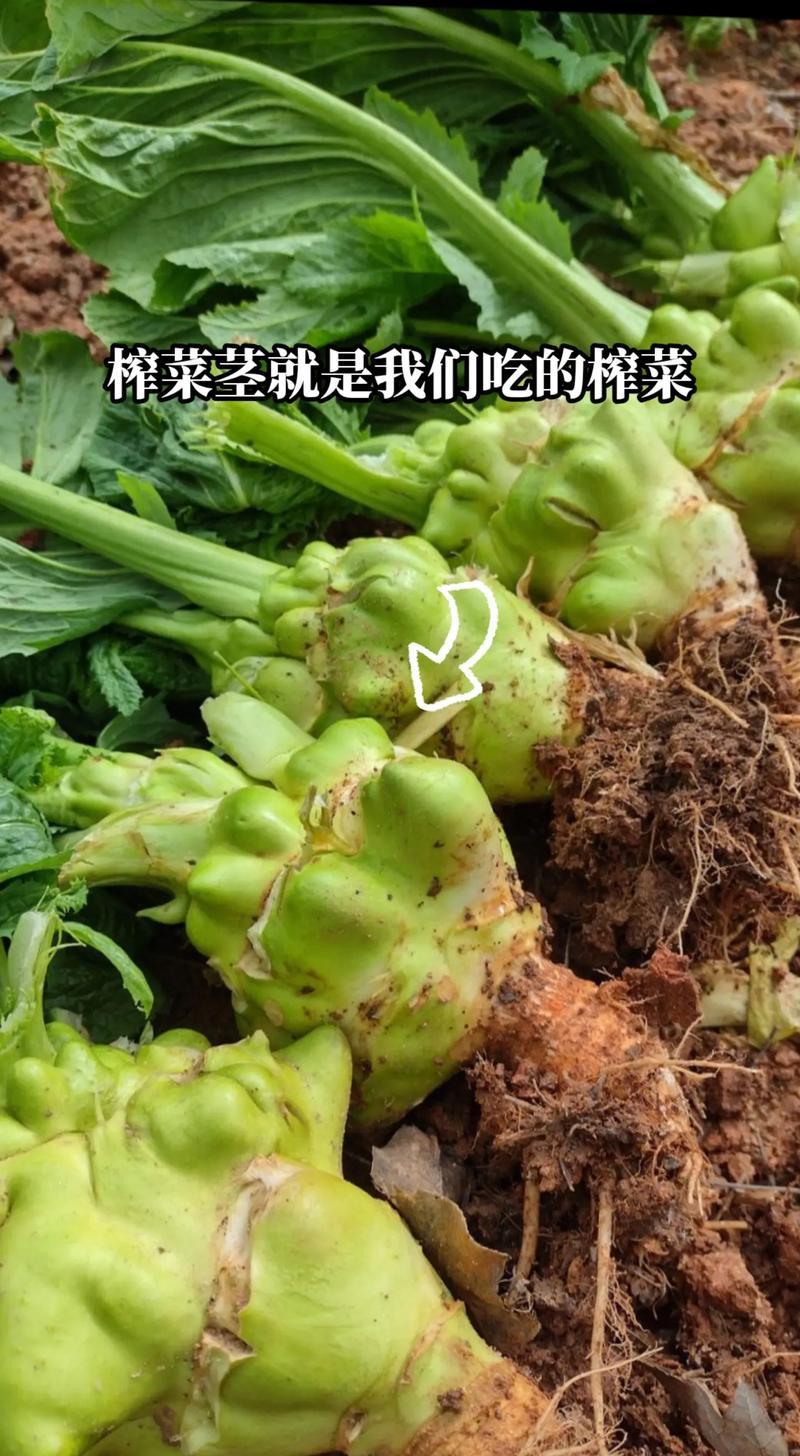 今年底新鲜咋菜20万斤左右上市，