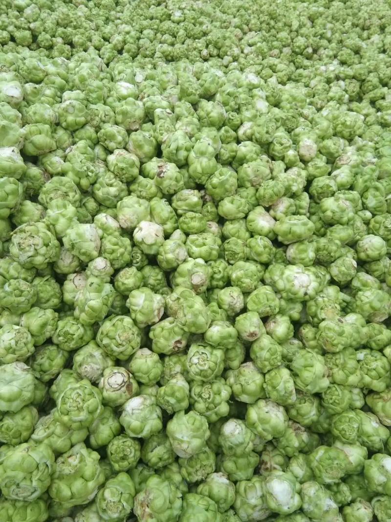 今年底新鲜咋菜20万斤左右上市，