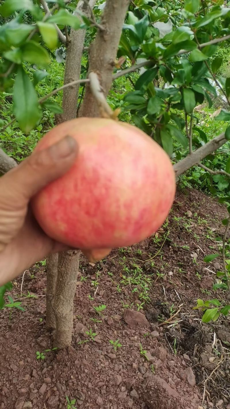 软籽石榴