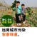 冰淇淋萝卜产地直发潍坊冰淇淋水果萝卜脆甜不辣