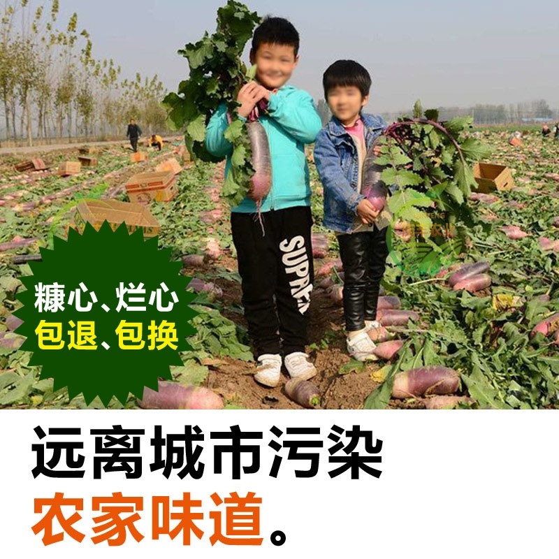 冰淇淋萝卜产地直发潍坊冰淇淋水果萝卜脆甜不辣