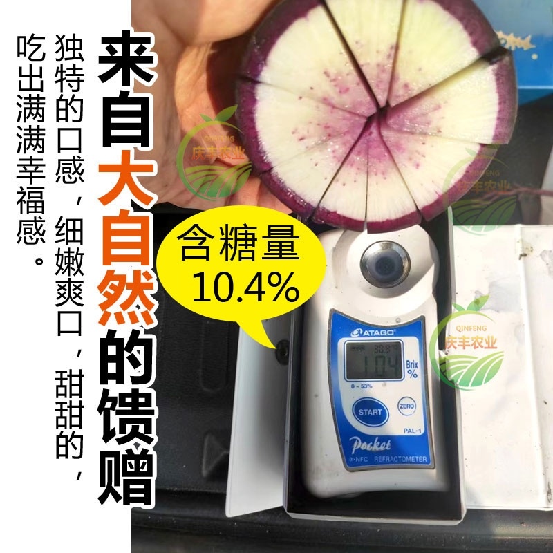 冰淇淋萝卜产地直发潍坊冰淇淋水果萝卜脆甜不辣