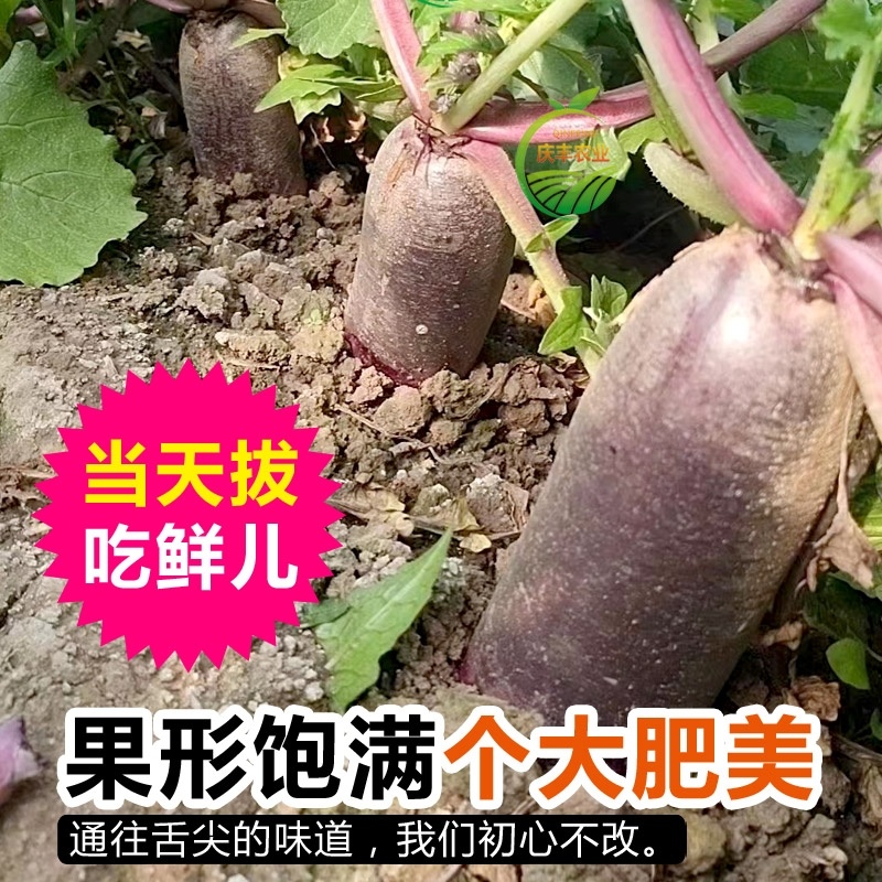 冰淇淋萝卜产地直发潍坊冰淇淋水果萝卜脆甜不辣