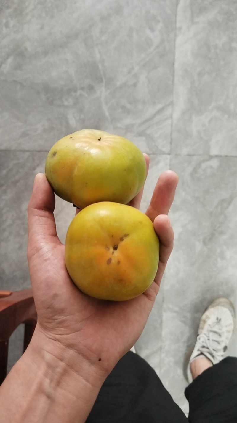 云南脆柿，支持电商一件代发~