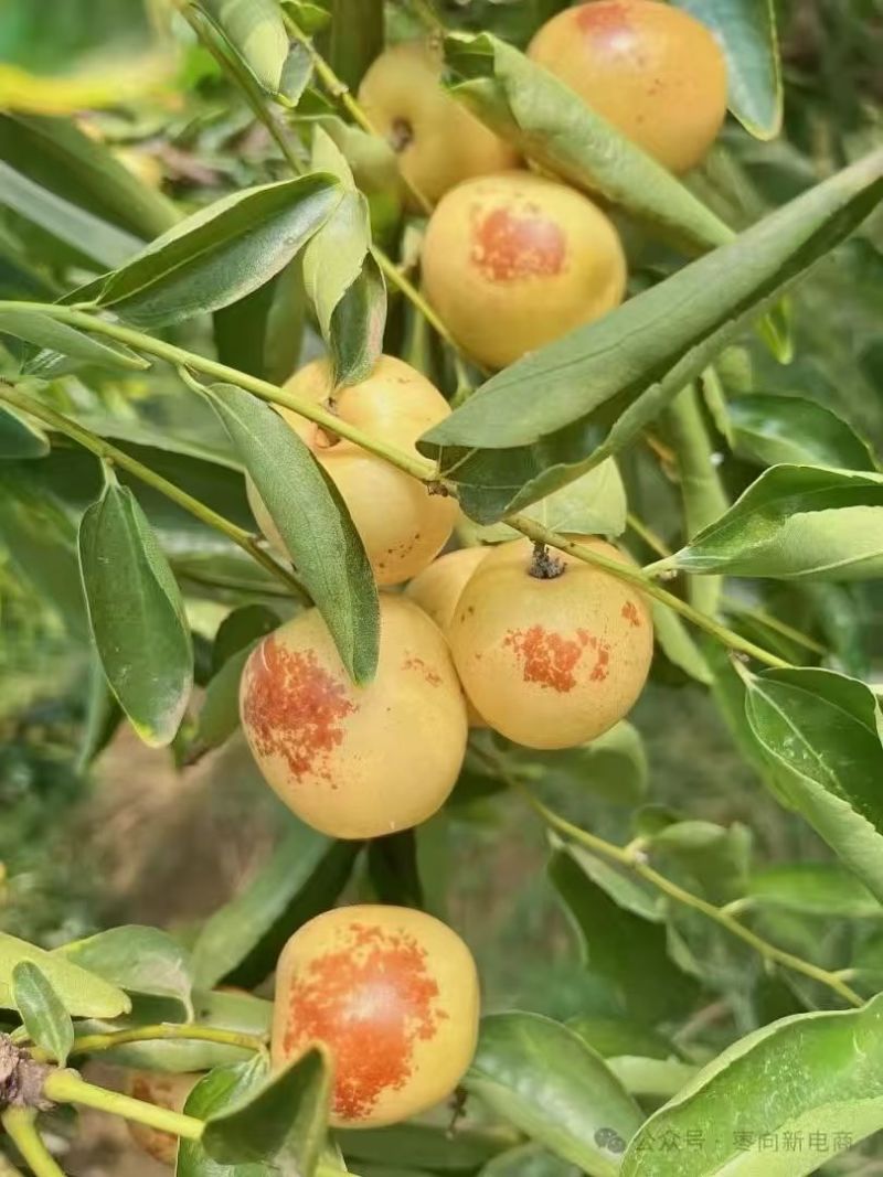 大荔冬枣