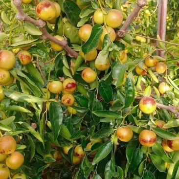 大荔冬枣