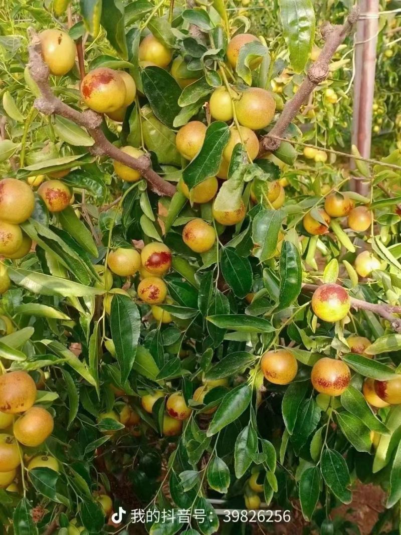 大荔冬枣