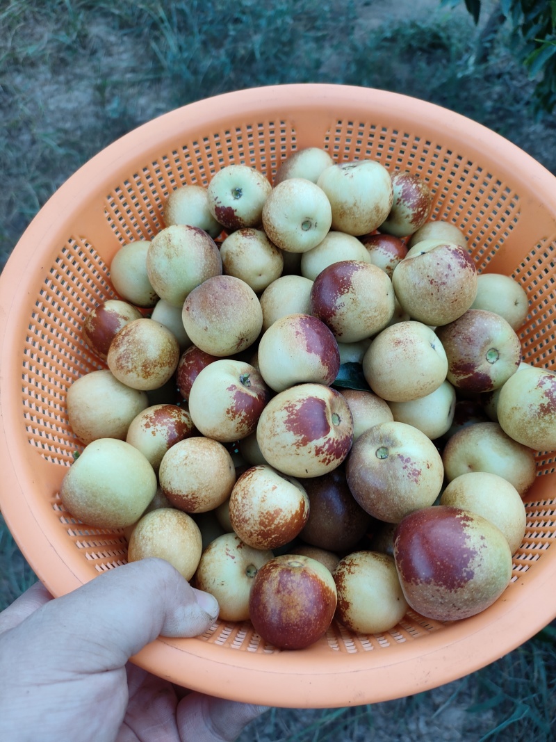 大荔冬枣