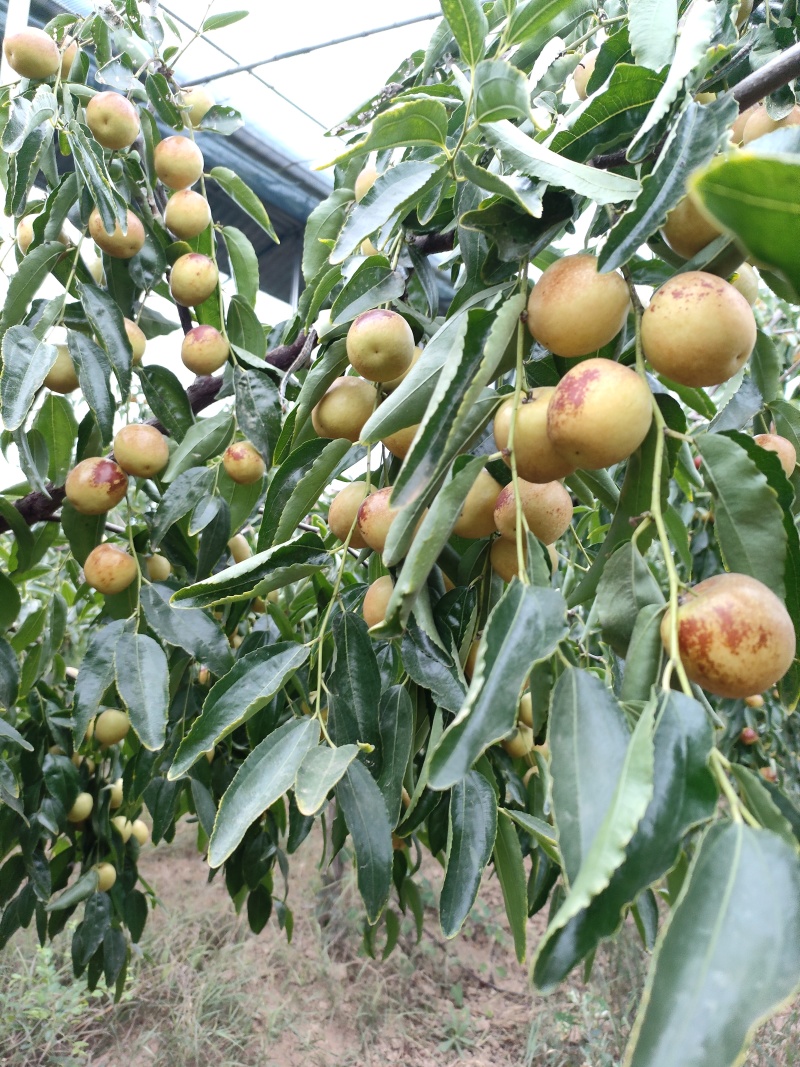 大荔冬枣