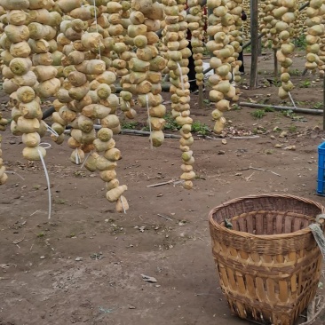 腌制大头菜半成品