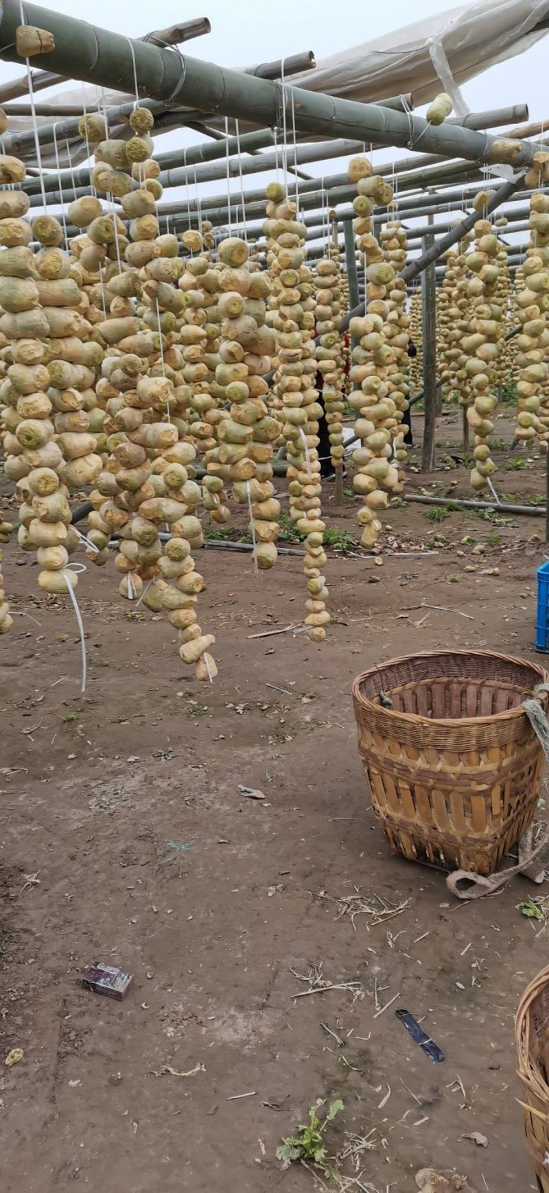 腌制大头菜半成品