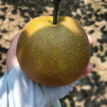 南通黄花梨，翠冠梨