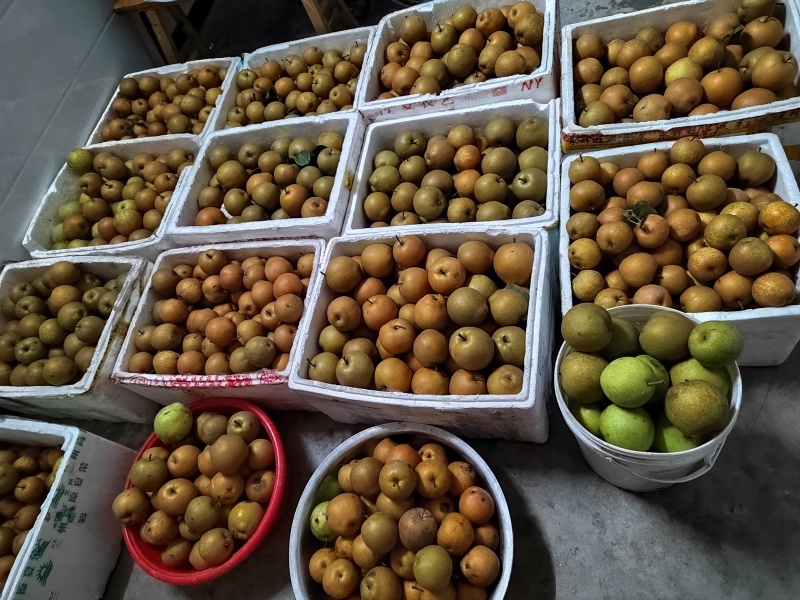 南通黄花梨，翠冠梨