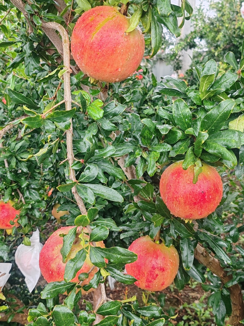会理突尼斯软籽石榴