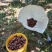 云南红板栗
