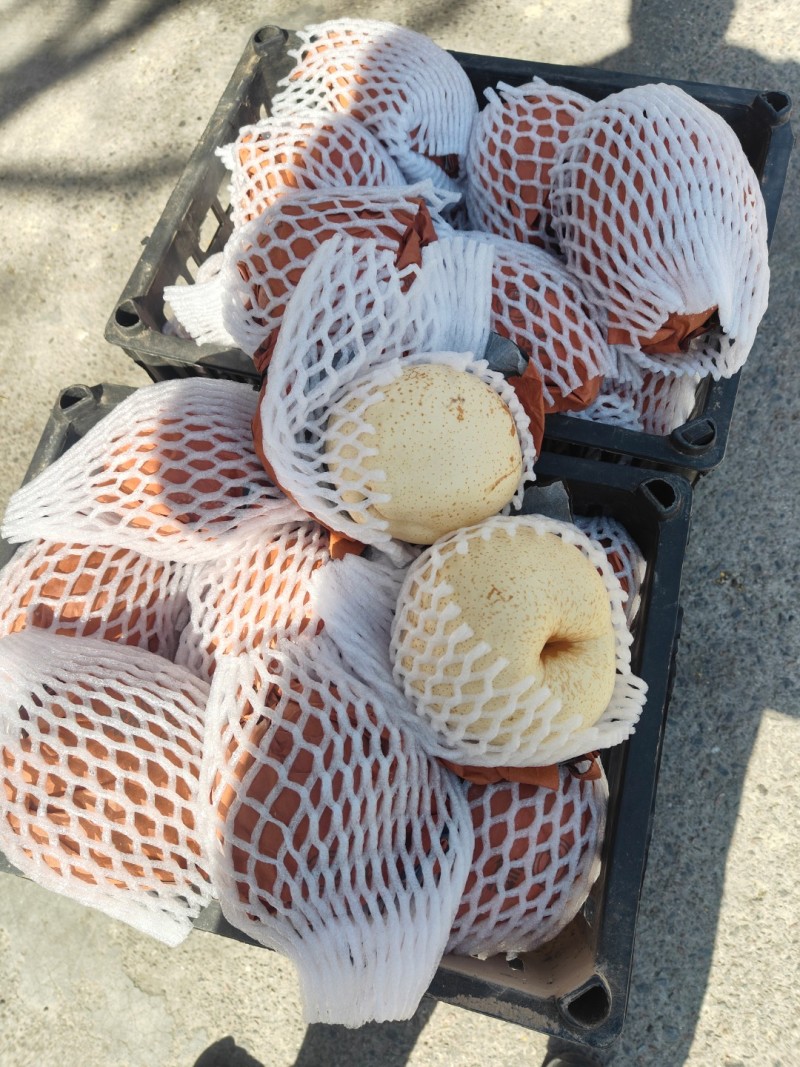 山农酥梨