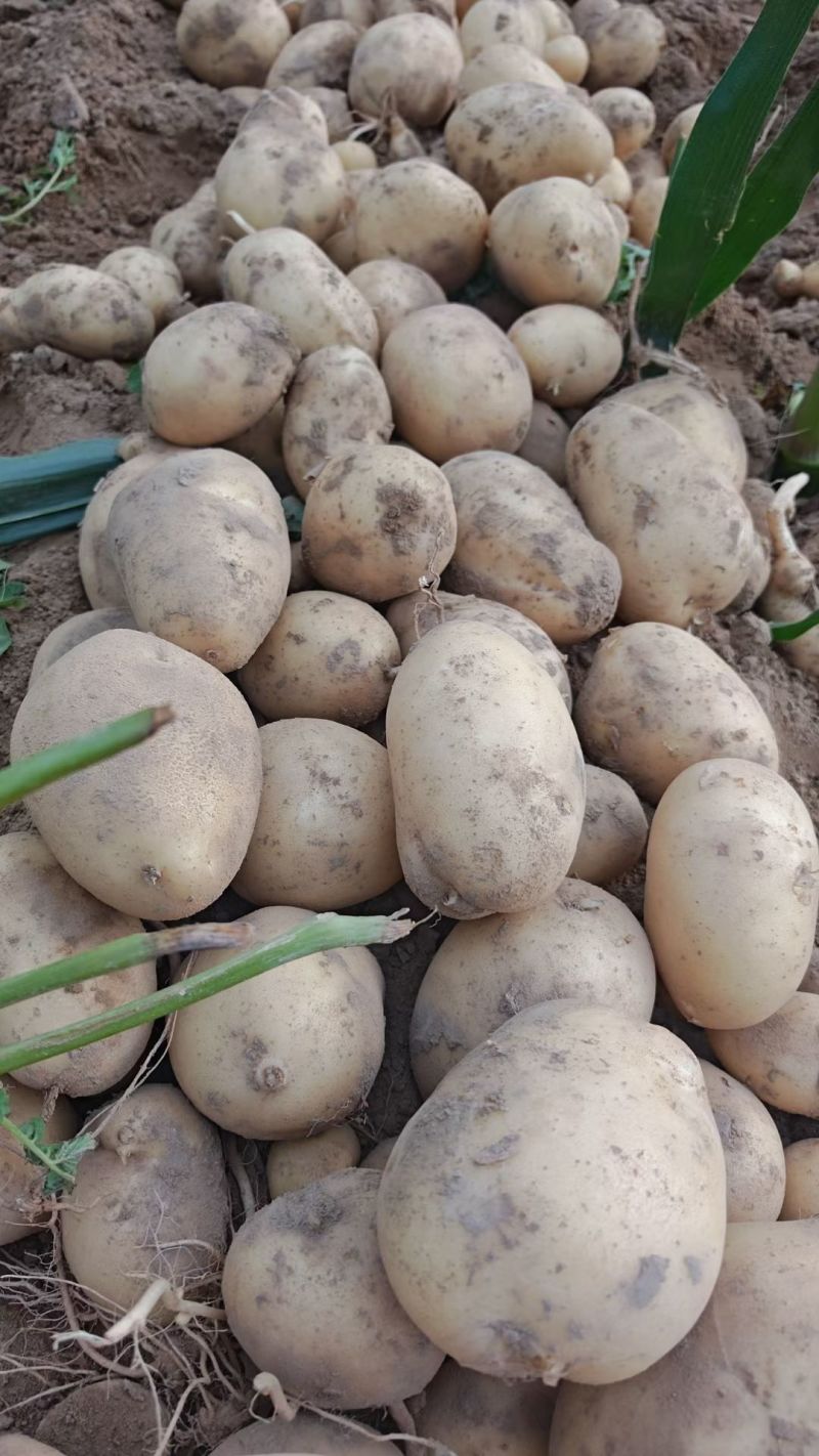 土豆🥔