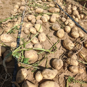 土豆🥔