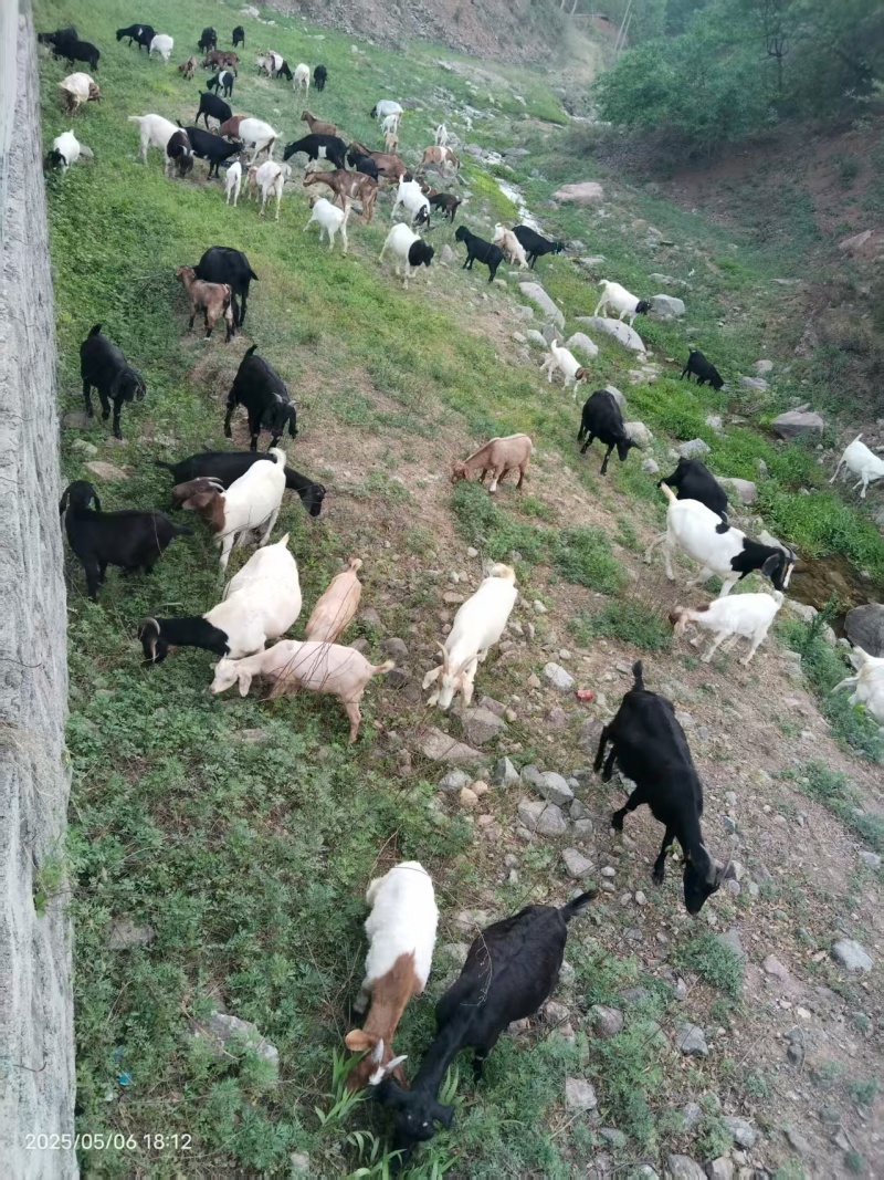活山羊