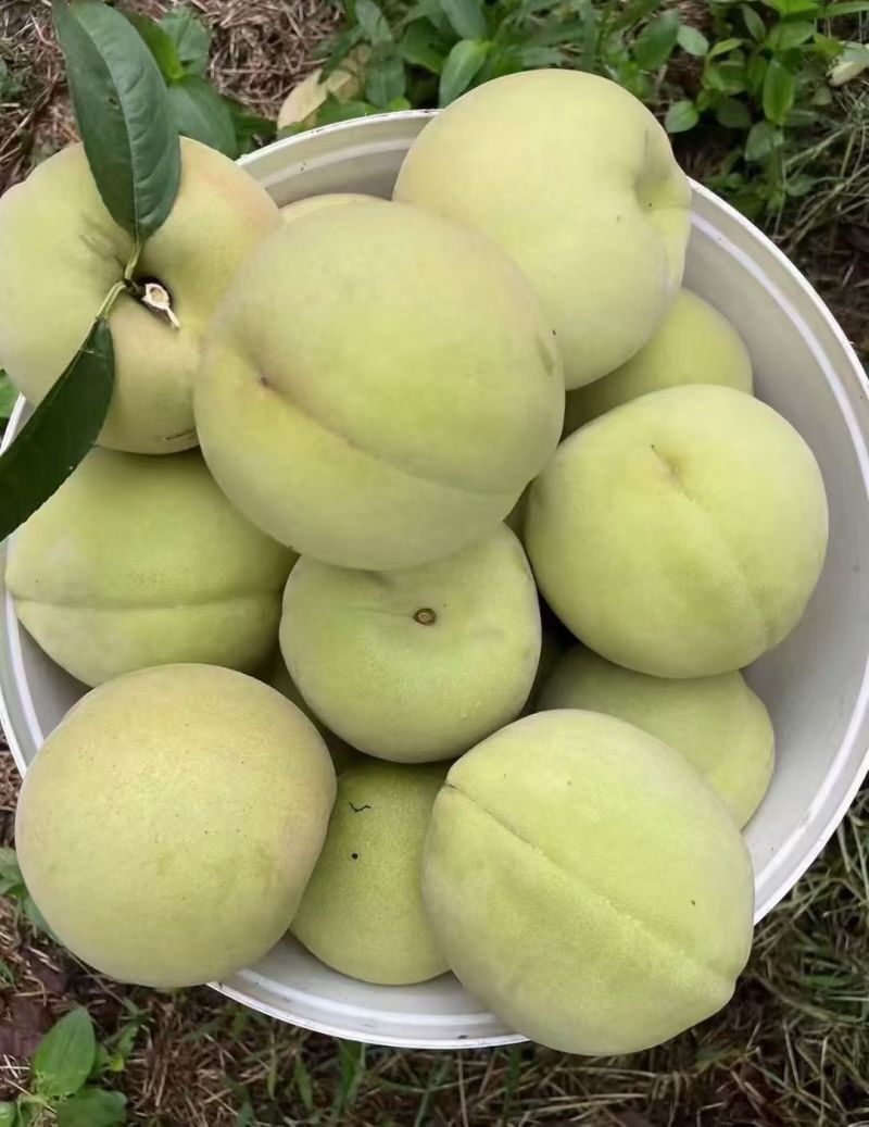 大青桃