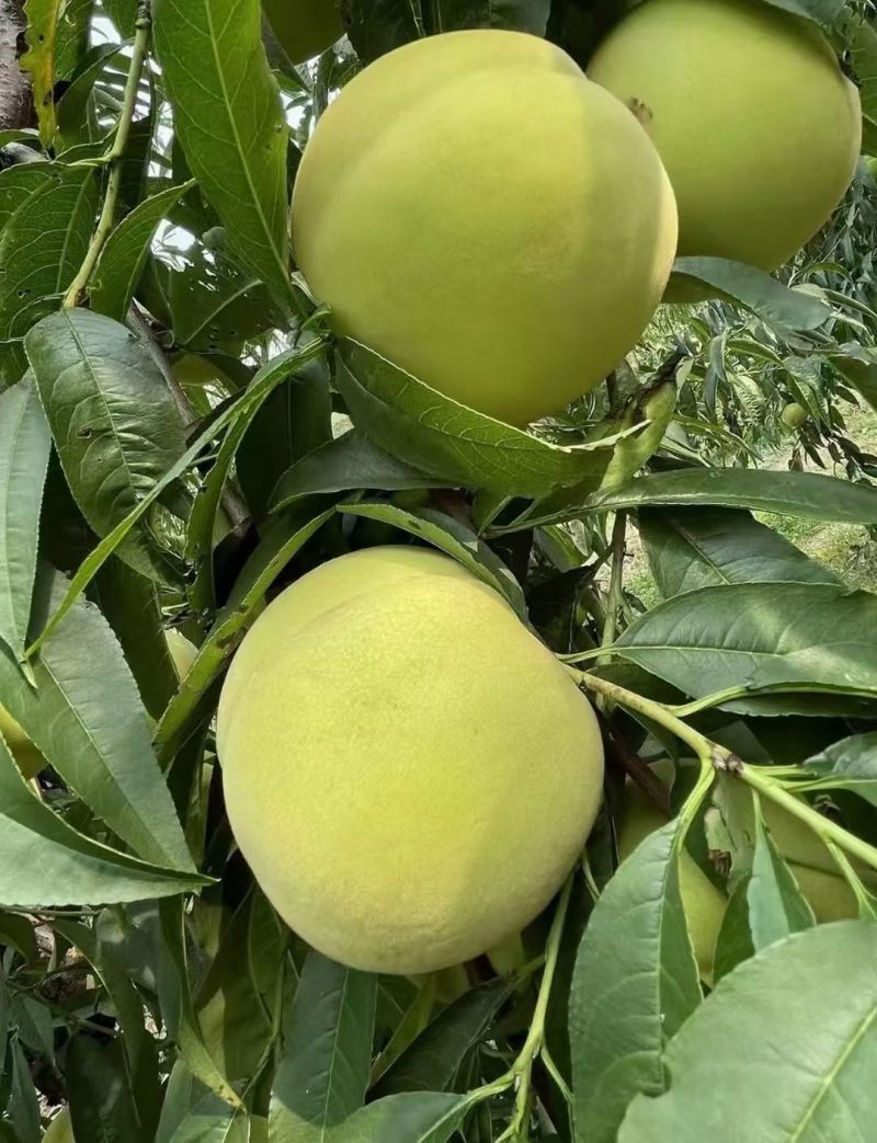 大青桃