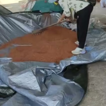 优质红樱子，高粱