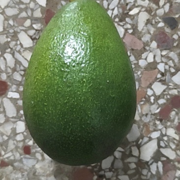 牛油果