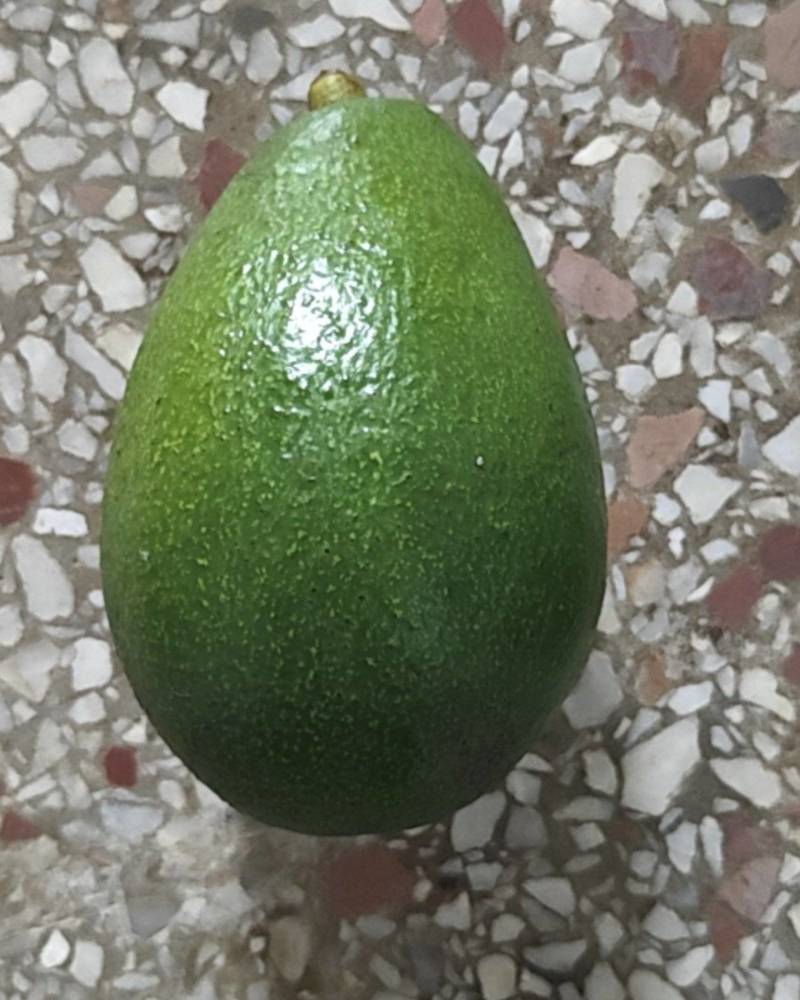 牛油果