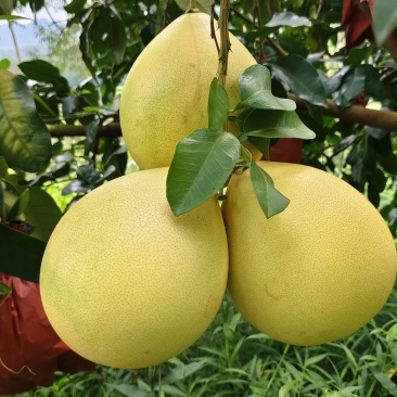 梅州三红蜜柚