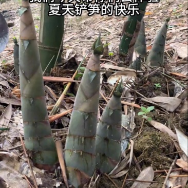 竹笋
