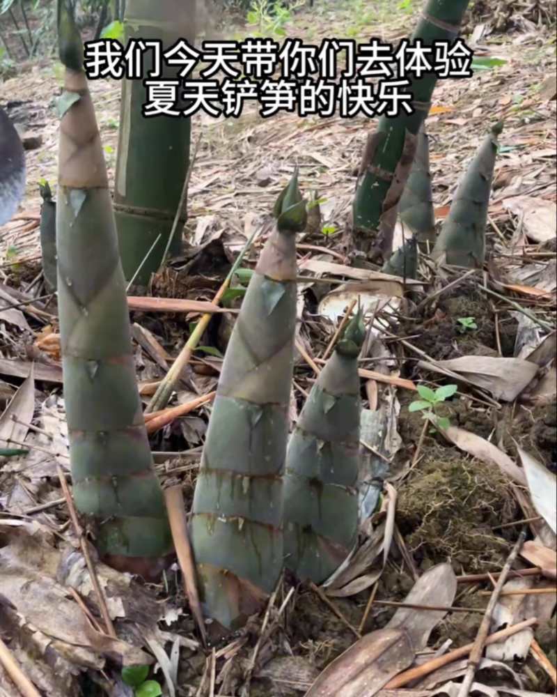竹笋