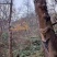 生漆纯土漆天然大漆优质土漆正宗国漆原浆生漆包邮