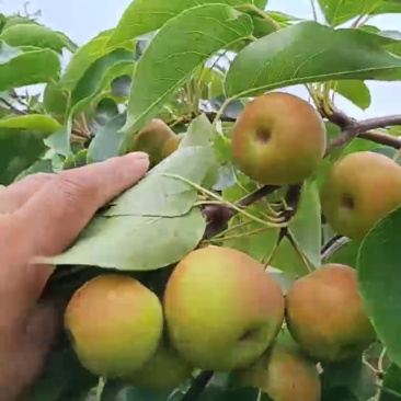 红南果