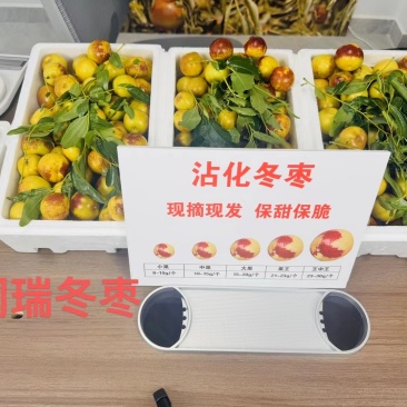 沾化冬枣