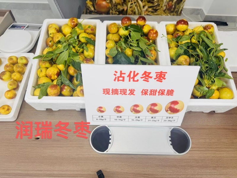 沾化冬枣