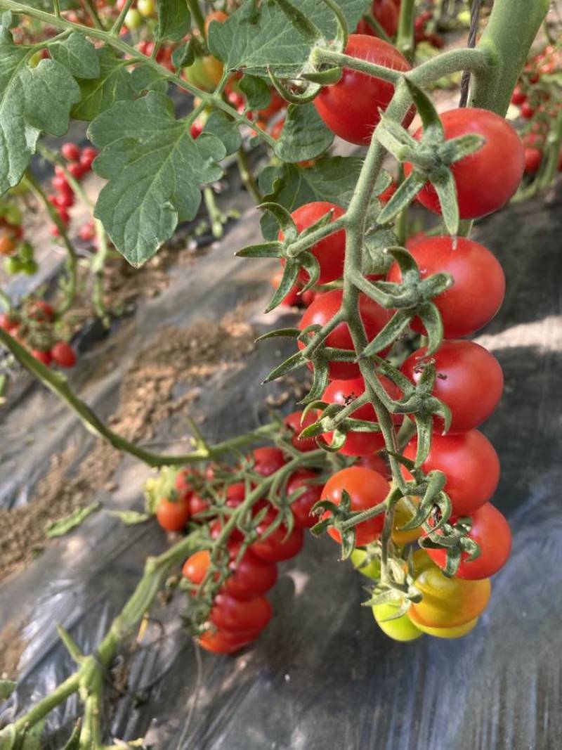 小番茄柿纪玲珑釜山88圣女果产地直发可一件代发