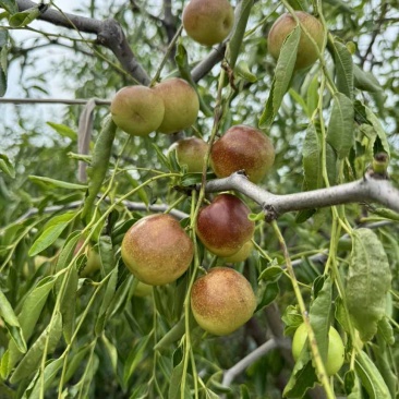 鲜果，特大果
