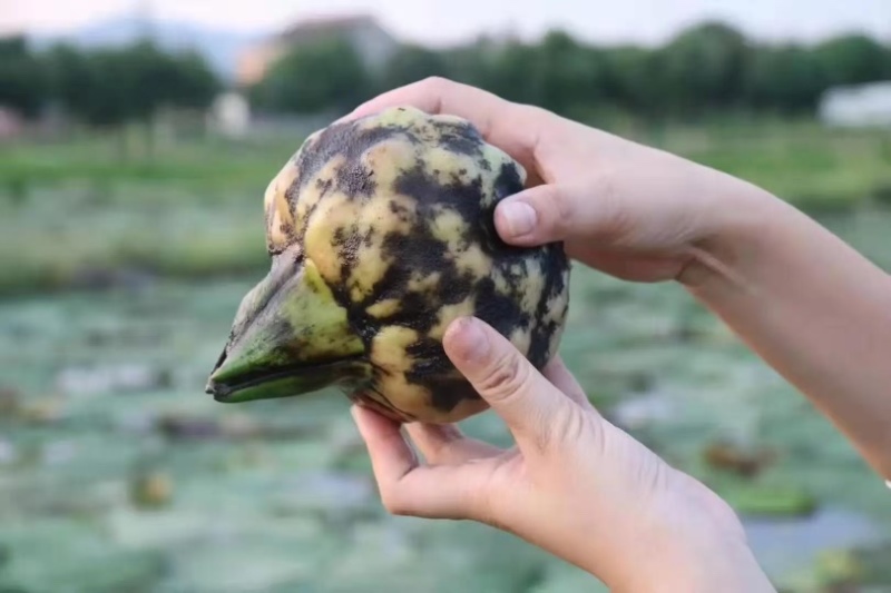 苏州本地鸡头米